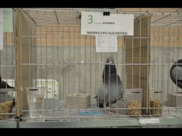 Concurso de Palomas 2012